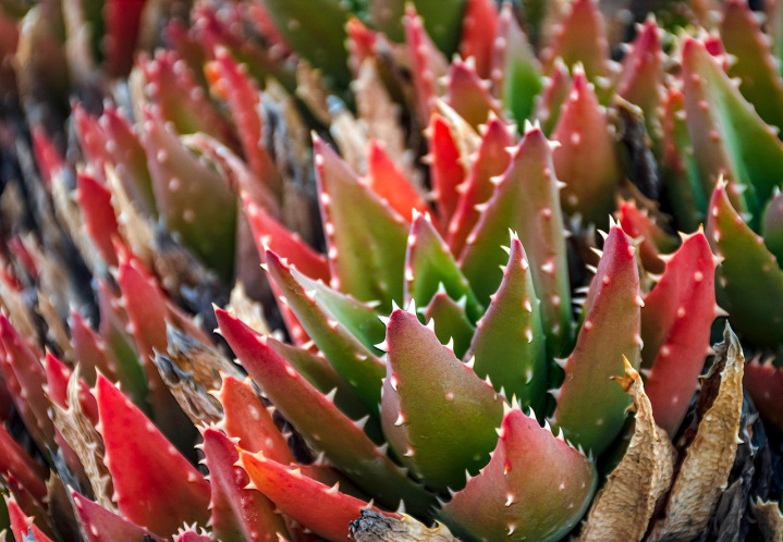 cactus and succulent collection